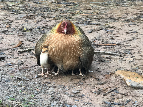 Kauai Digital Photo - Kauai Chickens