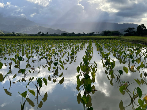 Kauai Digital Photo - Hanalei Taro Fields